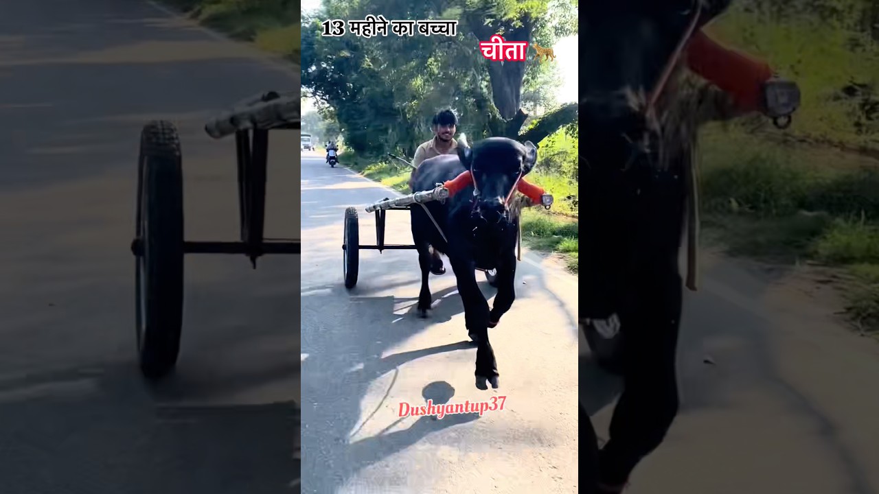 13 महीने का बच्चा #viral #desi #animal #farming #jhota #jhotalover #animallife #dushyantup37