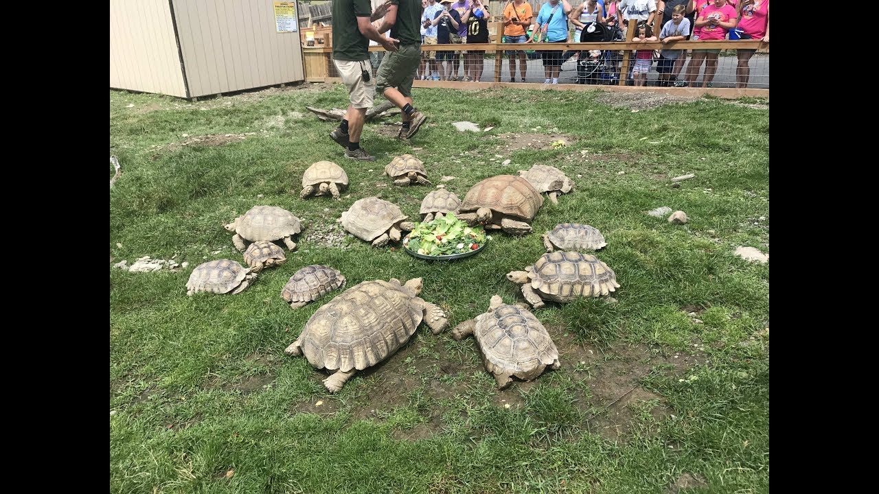 Animal Adventures with Jordan: African Spur Thigh Tortoise