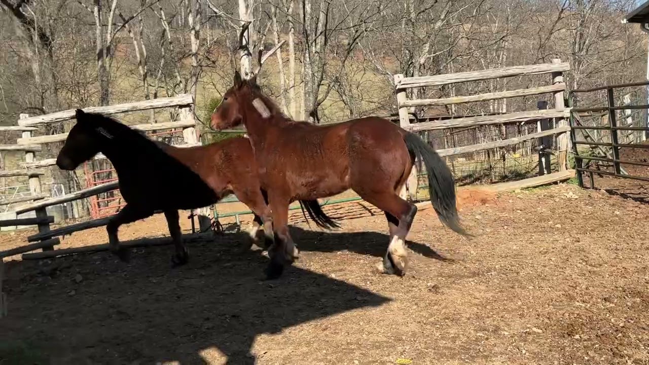 7360,7361- mustang geldings $775+40 EACH Deadline 1/26/26 chip#840003278465136 &  840003278459080