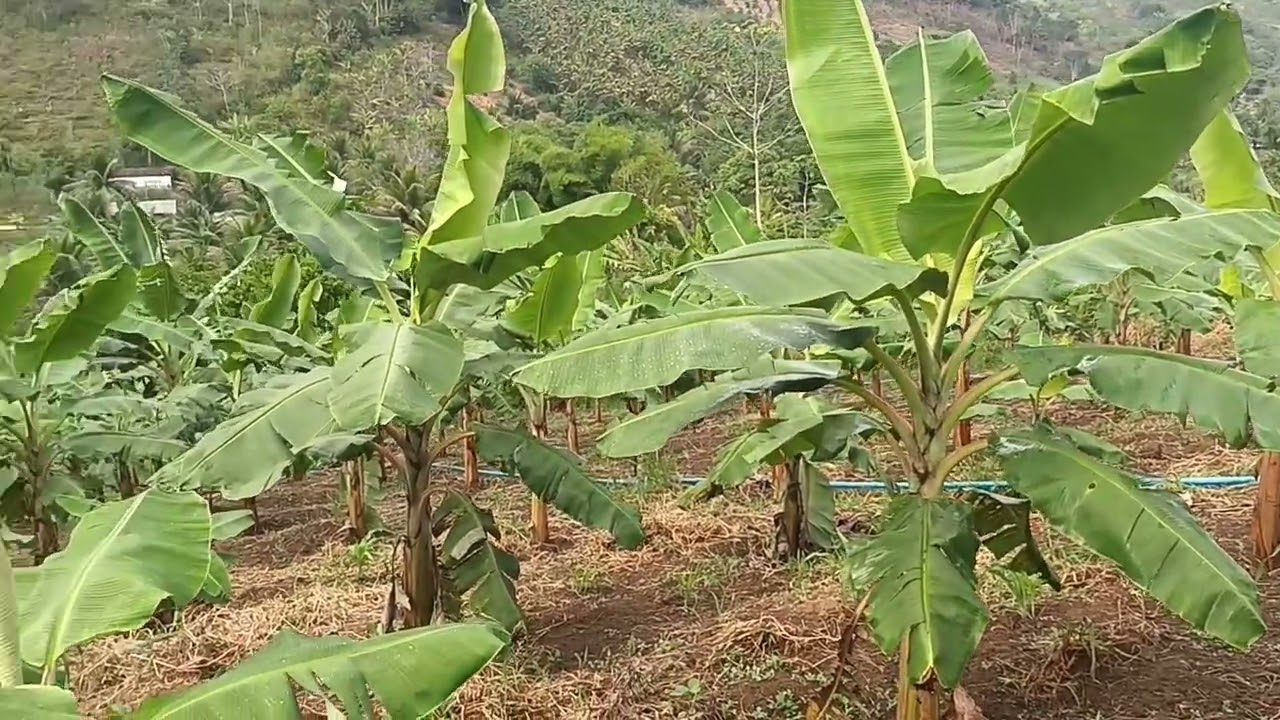 VIEMOS  NA OUTRA TAREFA VER OS MILHOS ,FEIJÃO  E A FAVA QUANTO  CRESCERÃO 