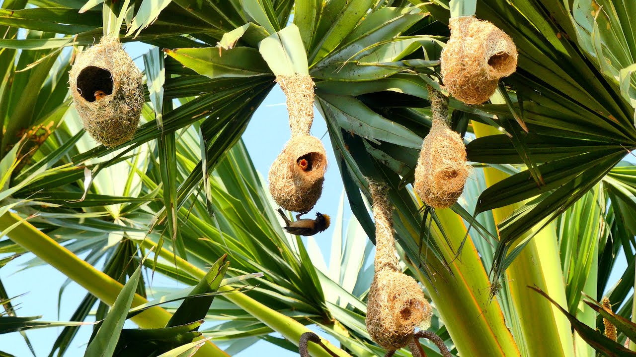 Impressive 🥰of Bird Construction Golden Bird Build Nest For New Generation#birdhome 