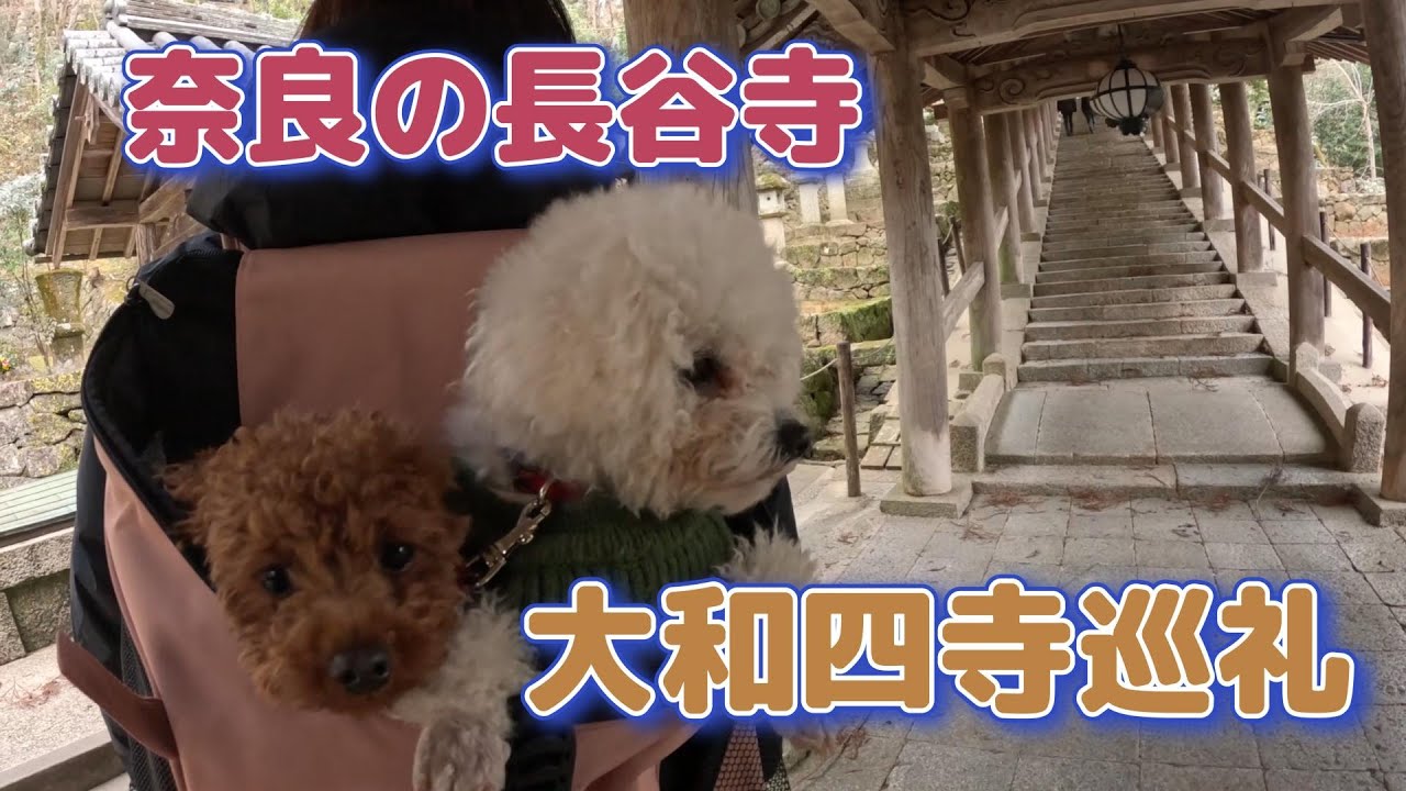 奈良大和四寺巡礼、わらしべ長者の話で有名な古刹「長谷寺」に行って、十一面観音菩薩像を拝観しました。拝観後はワンコも入場可能な「酢屋長」さんで食事しました（ビションフリーゼの桃とトイプードルの梅）