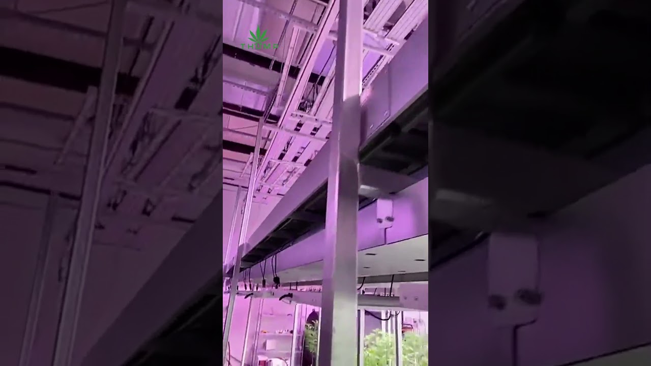 Hydroponic Vertical Grow Rack System | Maximize Yield with Space-Saving Indoor Farming