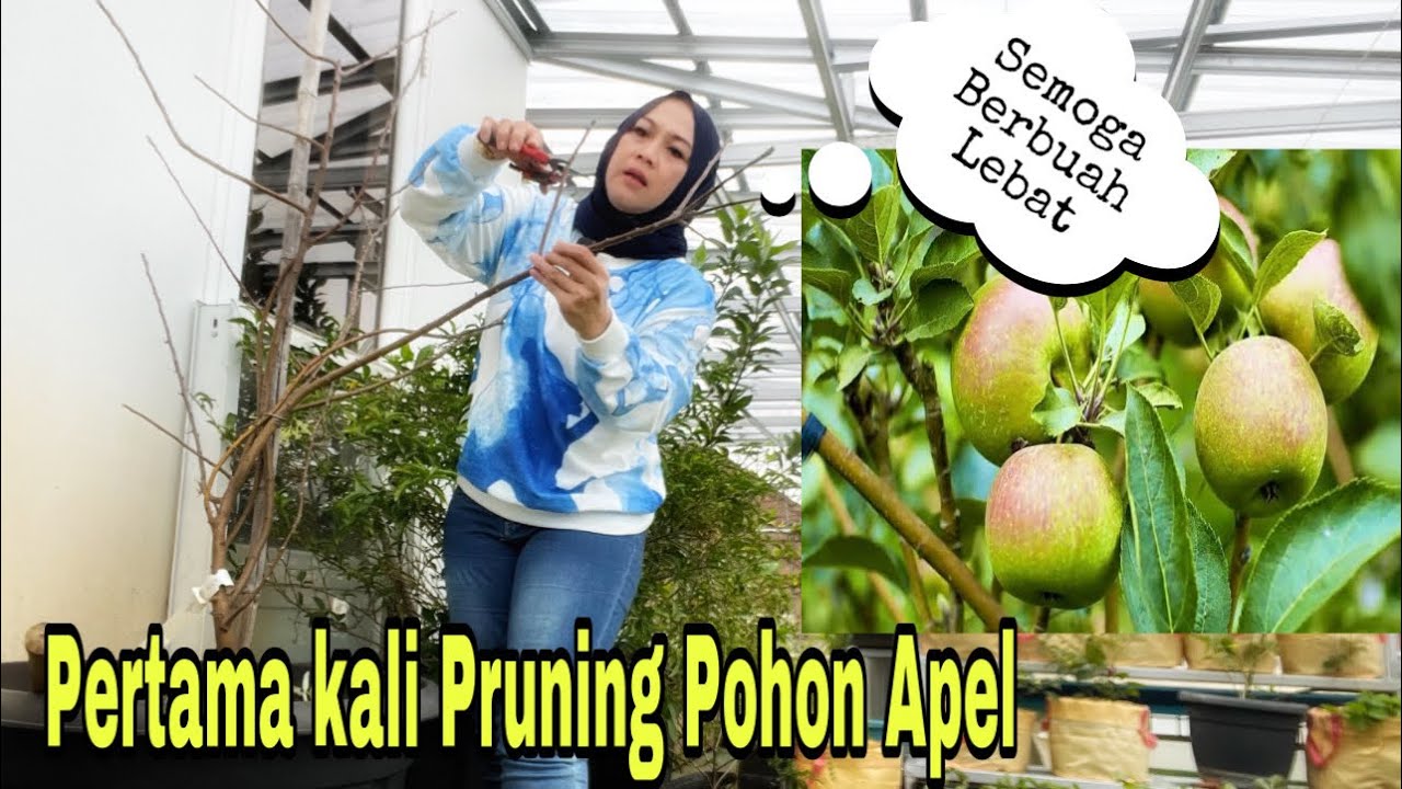 PERTAMA KALI PRUNING POHON APEL PANGKAS SAMPAI HABIS