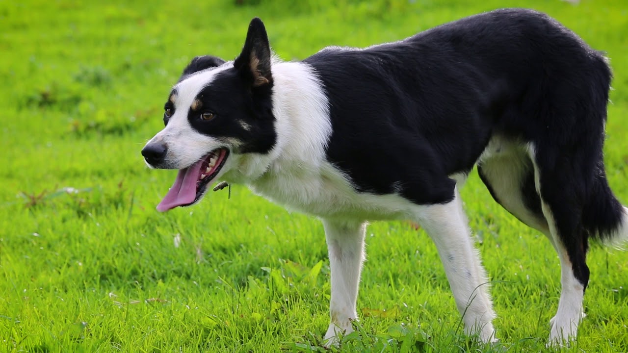 KINGDOM OF THE COLLIE