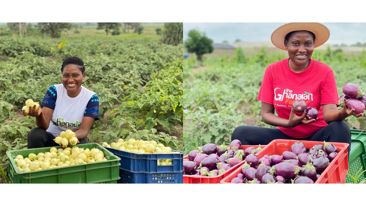 Purple Eggplant VS White Eggplant Which Is More Profitable?