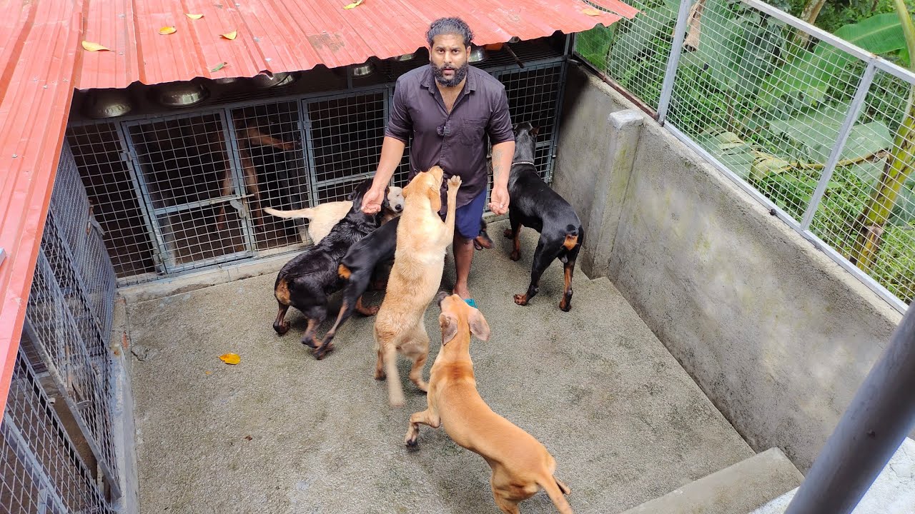 നമ്മുടെ എല്ലാ ഡോഗ്സിനെയും ഒന്ന് കണ്ടാലോ|All Dogs in Our Kennel