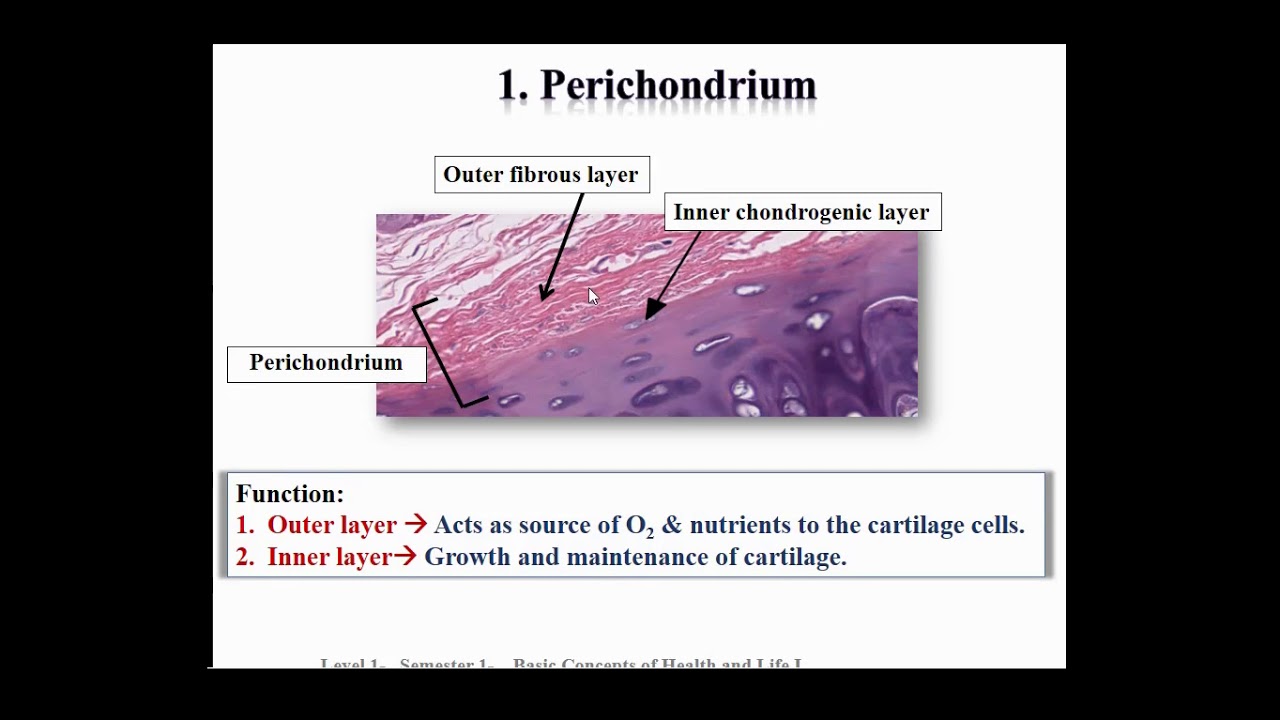 6 Cartilage and muscle