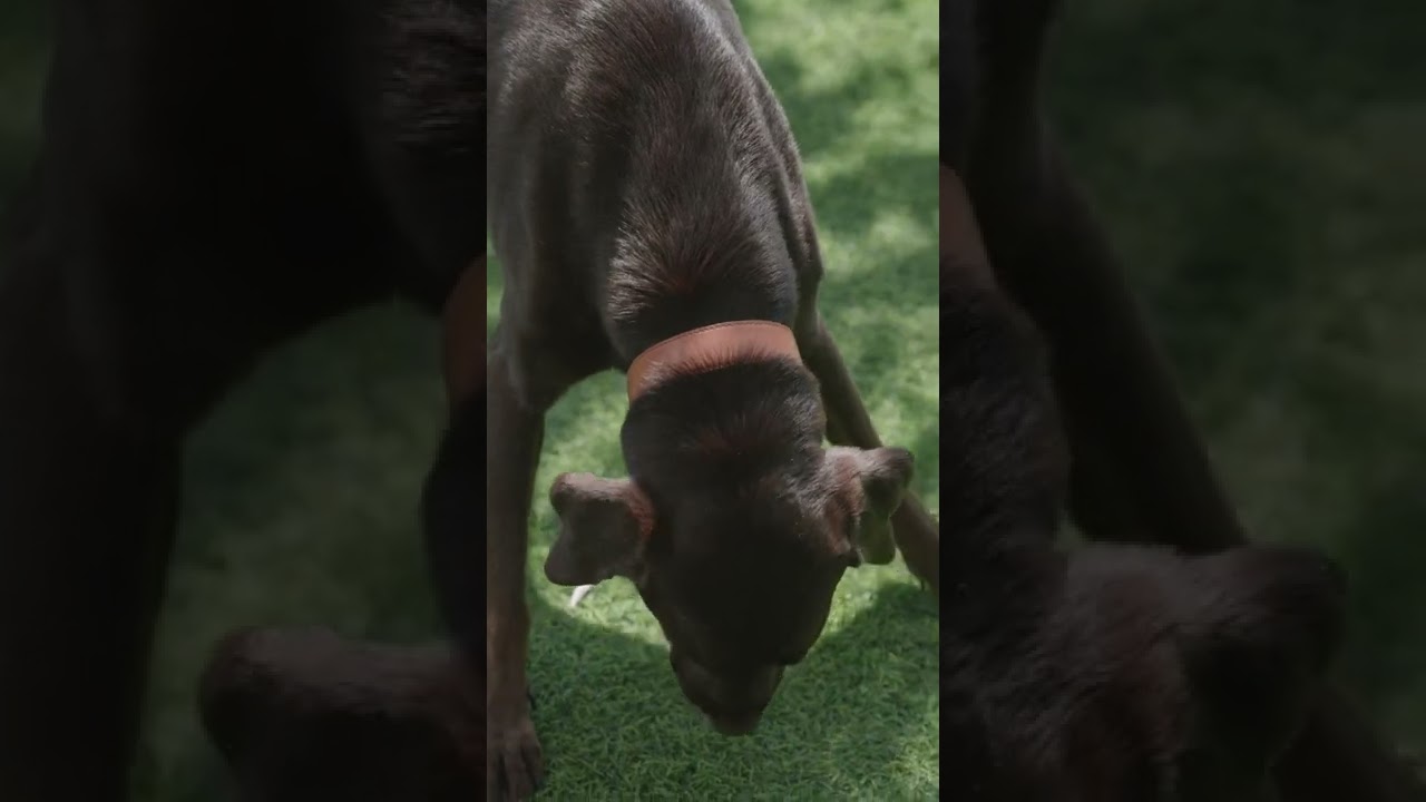 #viral #totalbirds #shorts #dog