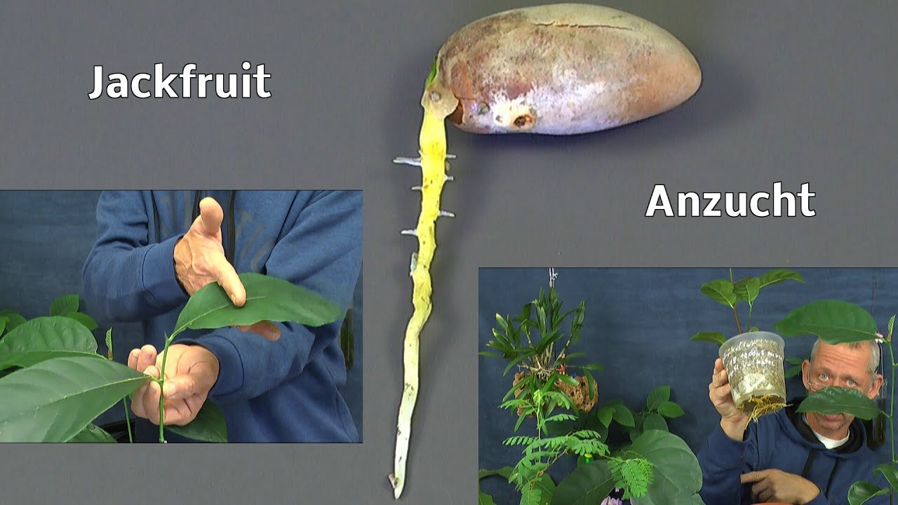 Jackfrucht Jackfruit Baum Samen Anzucht Steckling