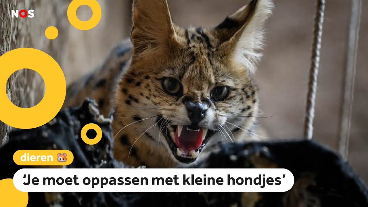 Servals ontsnapt in Helmond en Lexmond, huisdieren moeten binnenblijven