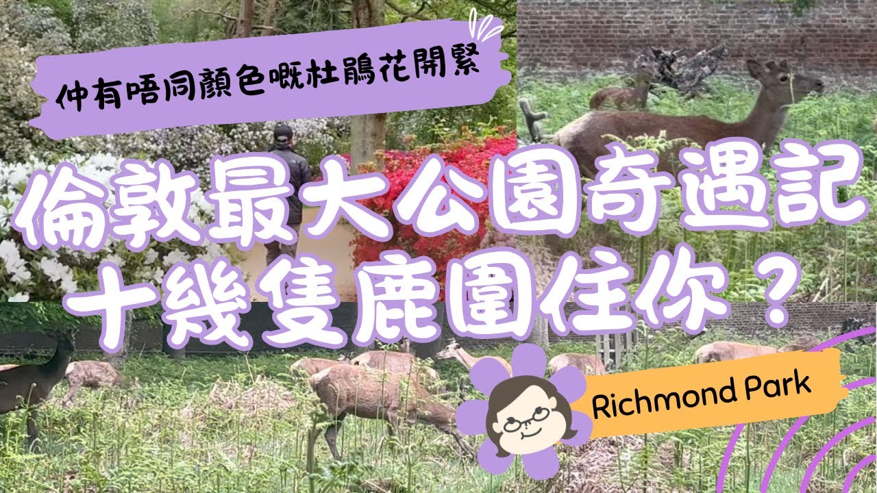 Richmond Park 一次過見到十幾隻鹿🦌倫敦最大公園靚景＋散步實況｜英國生活 Vlog｜琪爸亂遊英倫 Kiba Vlog