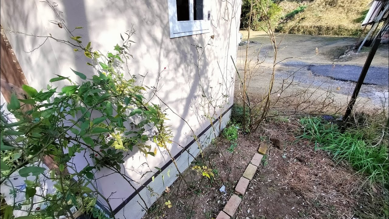 2026🌹初仕事🏡新しくお迎えしたバラを剪定＆地植えにしました