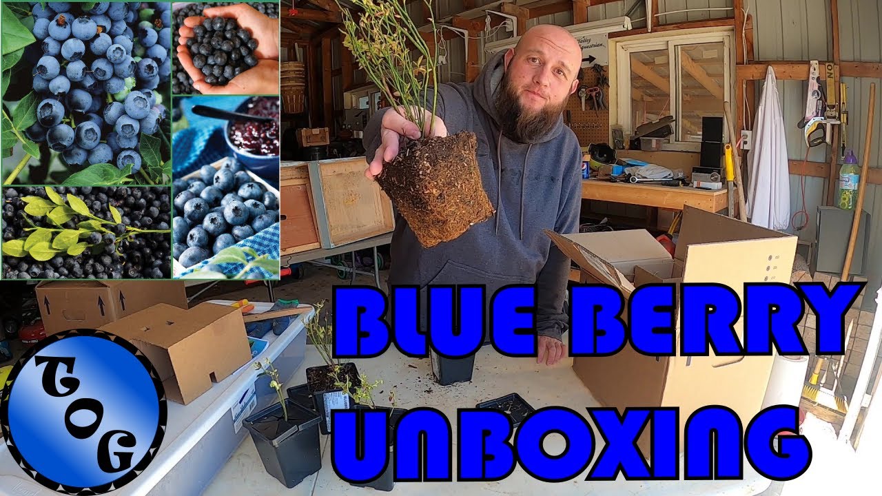 BLUE BERRY PLANTS!  - UNBOXING