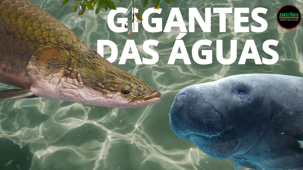 GIGANTES DAS ÁGUAS | PEIXE-BOI E O PIRARUCU DA AMAZÔNIA