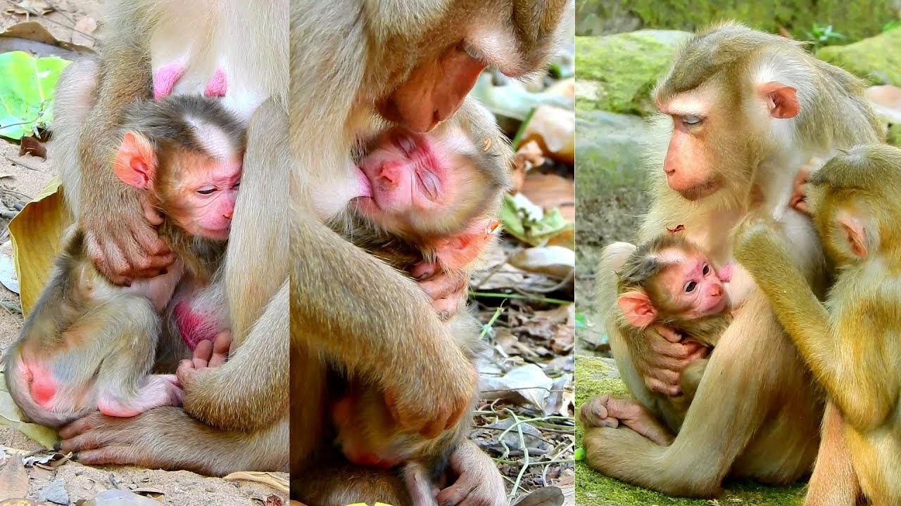 Congrats, Lauy just give a birth newborn baby boy looks healthy and cute, 01, Feb, 2026.