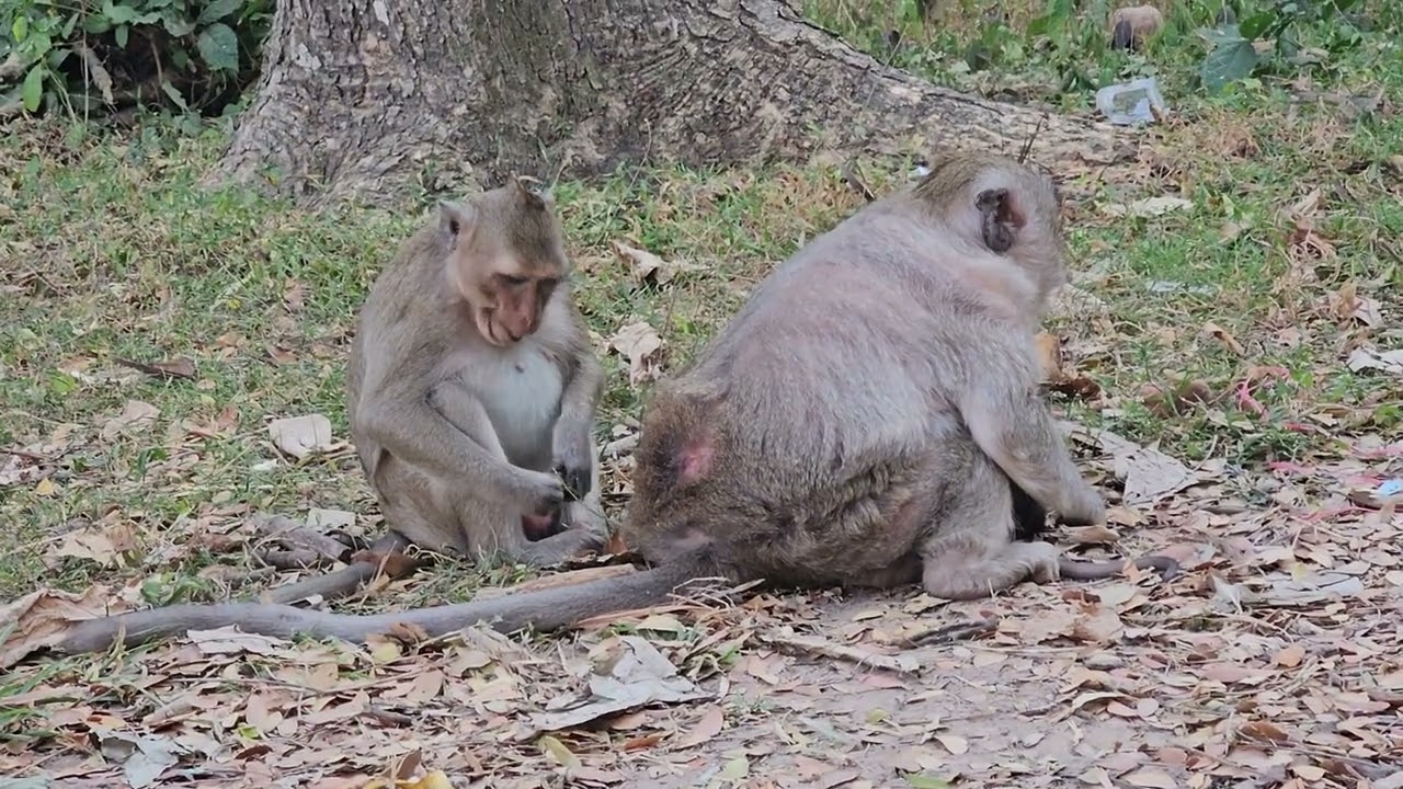 weaning big baby monkeys