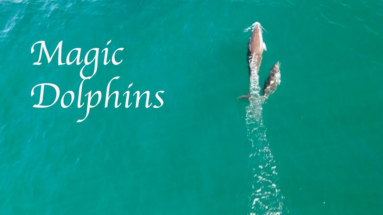 DOLPHINS happy moments