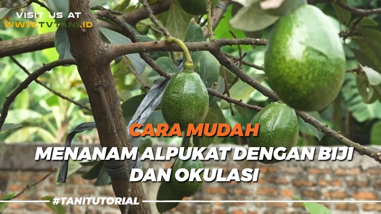 Wow! Begini Cara Mudah Menanam Buah Alpukat Dengan Bibit Dan Okulasi