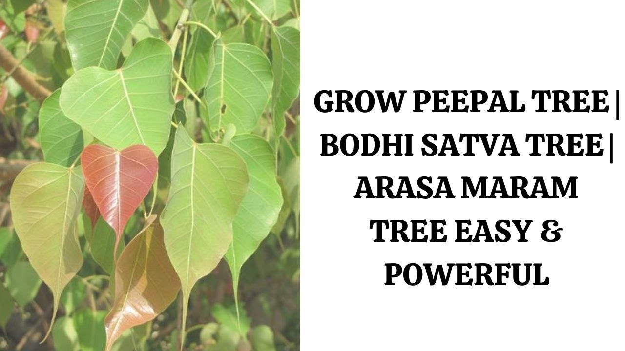 Grow Peepal Tree  | Bodhi Satva Tree | Arasa Maram Tree Easy & Powerful