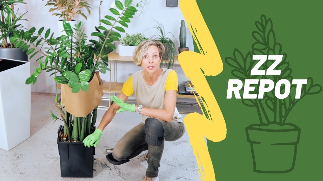 How To Repot Rootbound ZZ Plant & Support Stems | Zamioculcas Zamiifolia 🌱