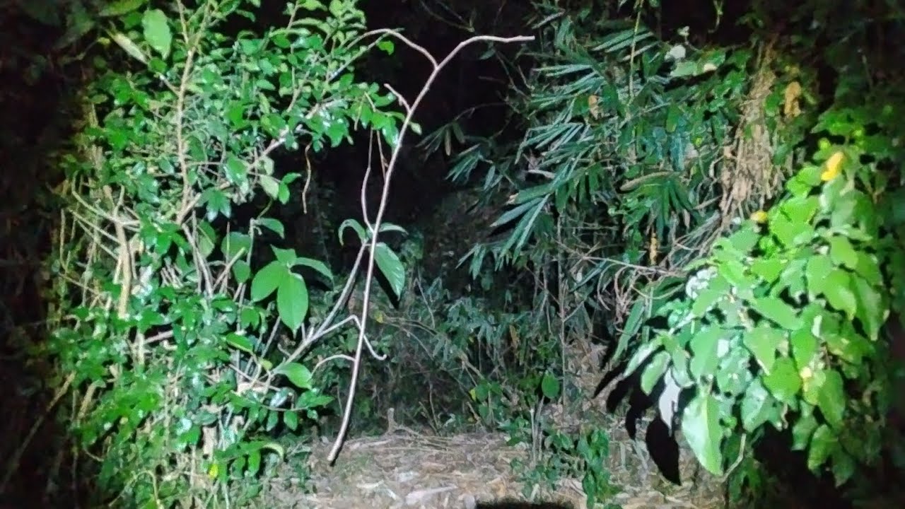 🔴 explore lokasi kebun pisang 