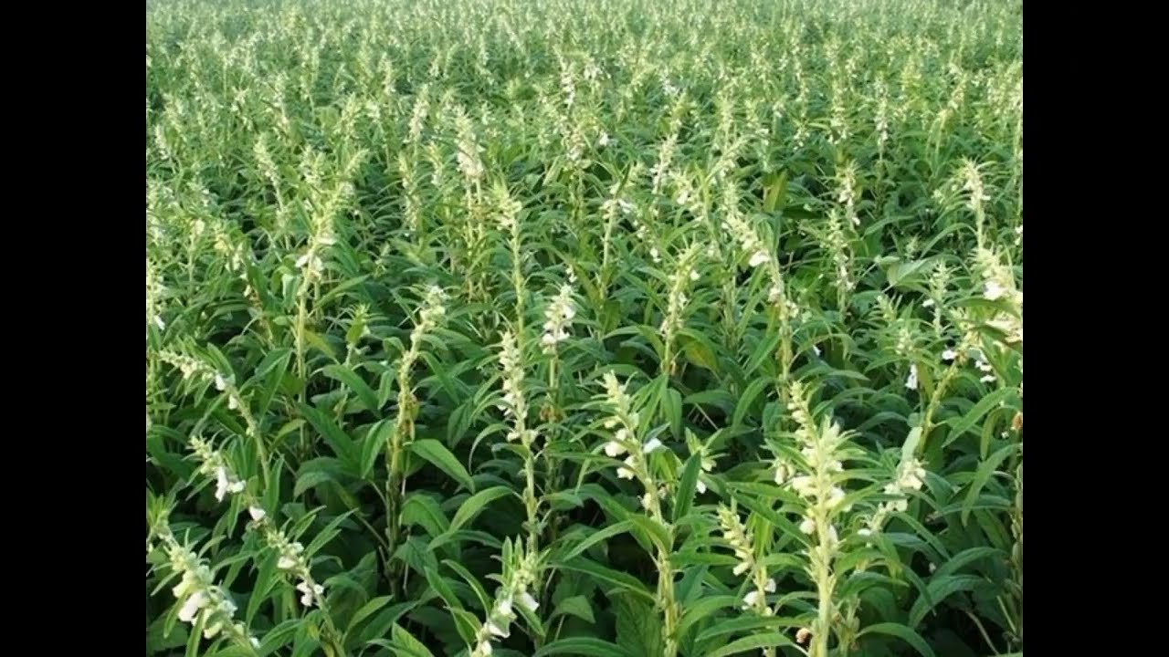 Harvesting of Sesame crop