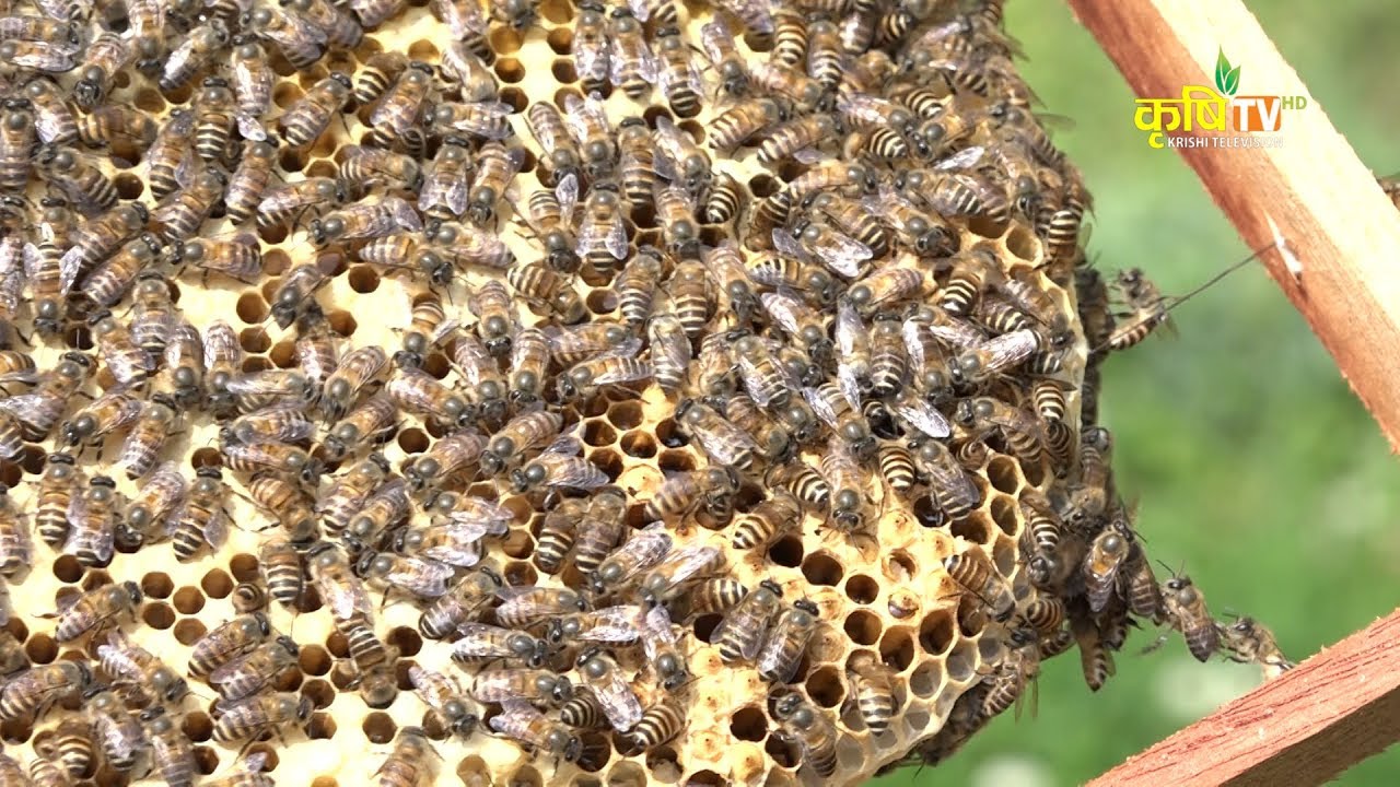 एपिस मेलिफेरा मौरी पालन गर्ने प्रविधि र मौरी विकास केन्द्रको भूमिका || Apis Melifera Bee In Nepal