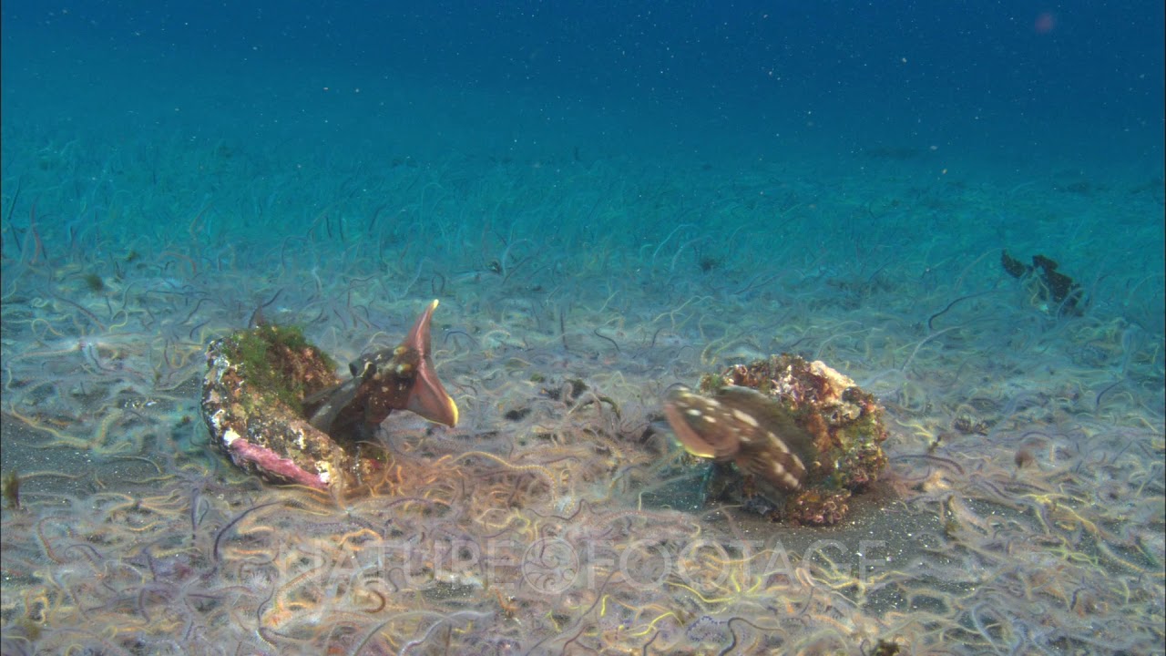 Fringeheads Fighting In Territorial Dispute