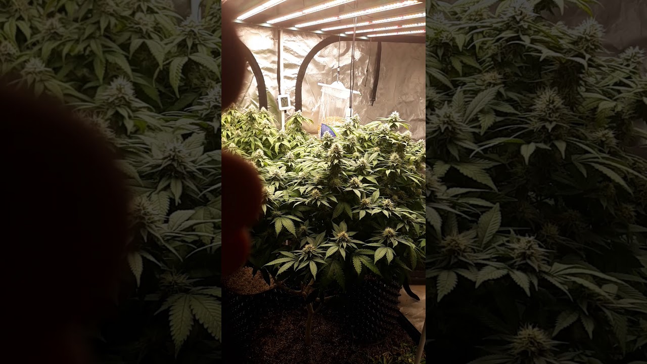 Over 18 only my Blueberry and Gelato marijuana grow