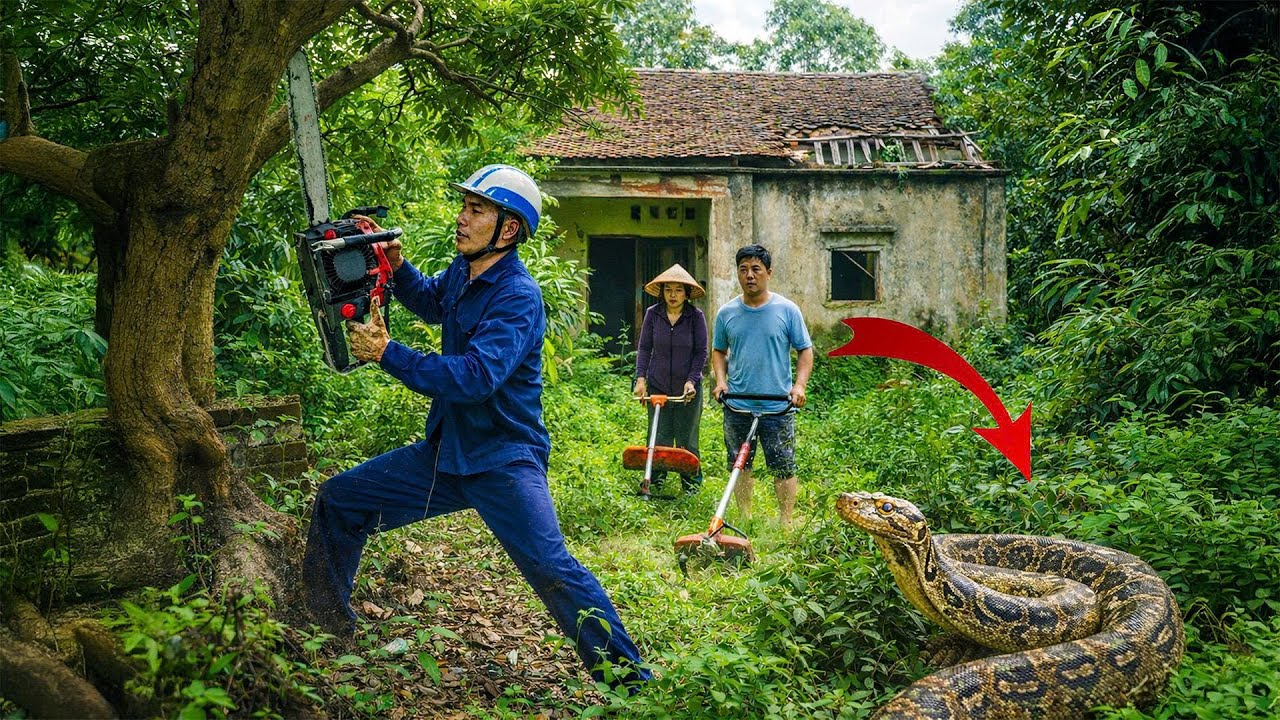 Time-Lapse: Cutting Trees at an Abandoned House — A Giant Python Appears | Clean Houses 94