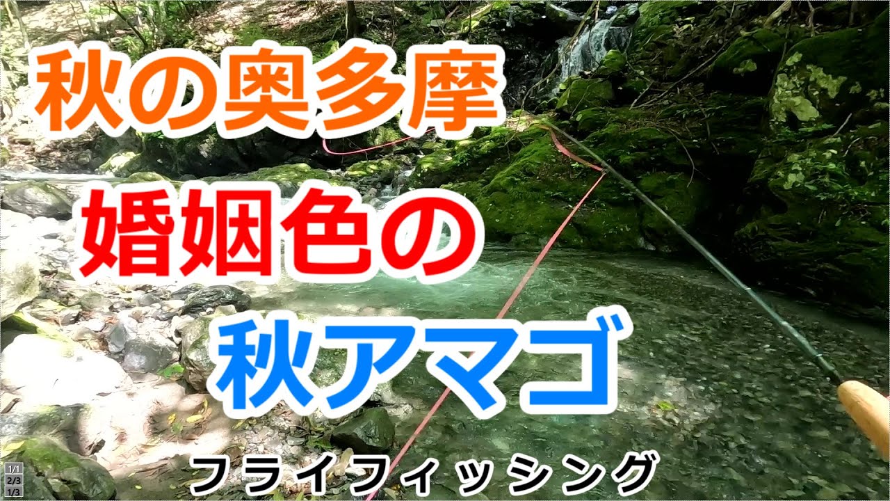 【2025年 秋の奥多摩⑪】婚姻色の秋アマゴ