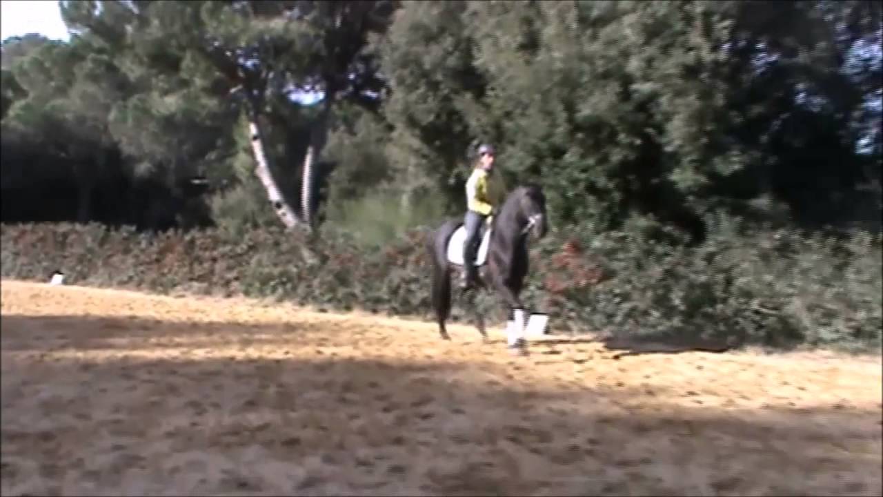 Far Orégano, PRE 4 años en venta