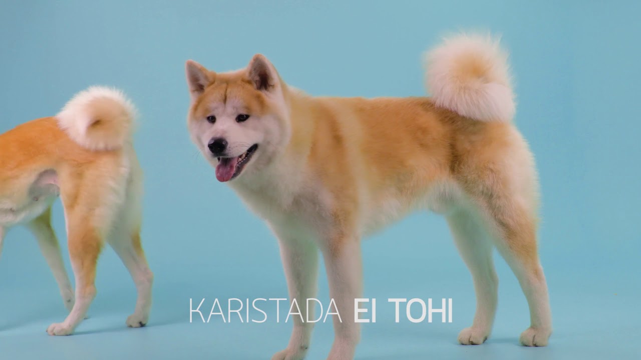 Jaapani akita | PetCity 100 koerat&otilde;ugu