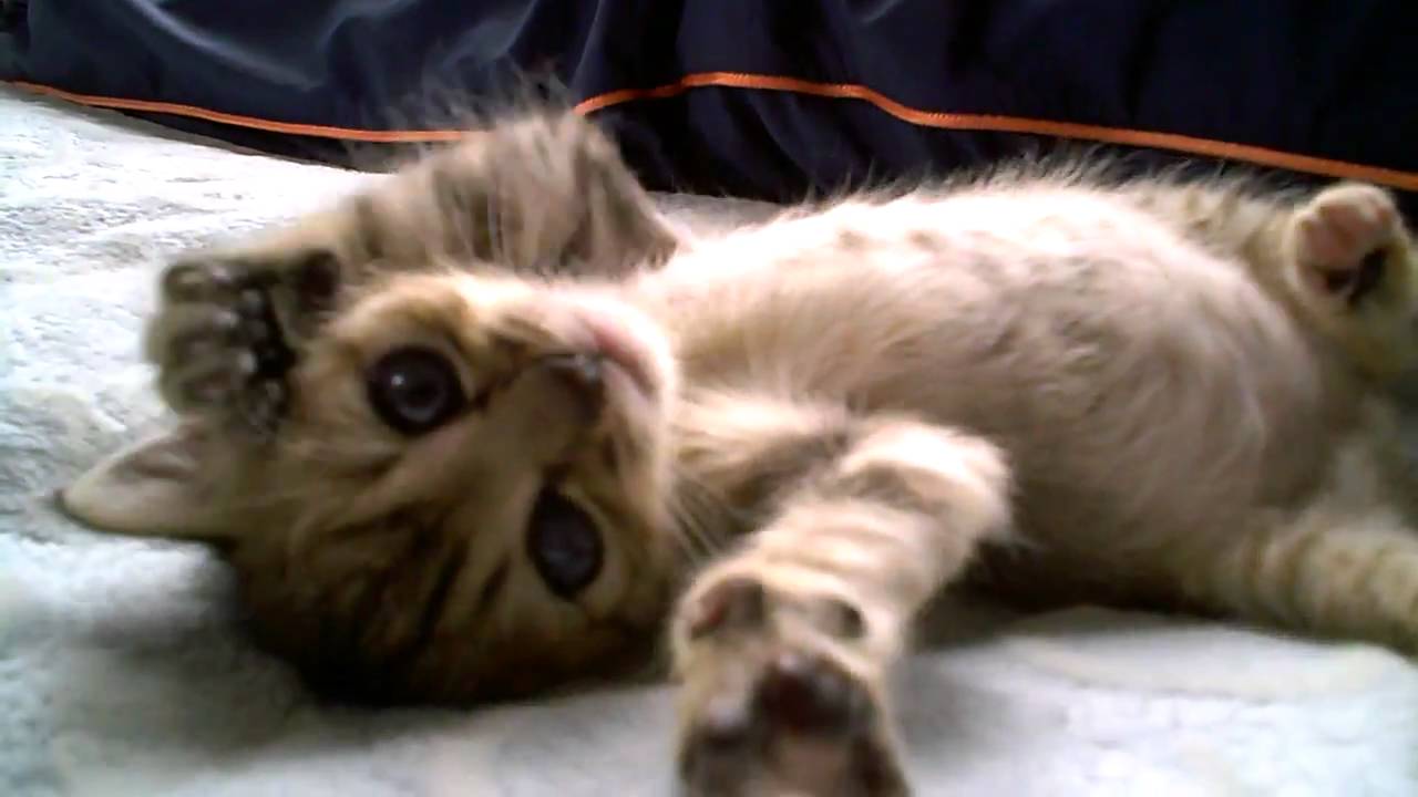 子猫を拾いました