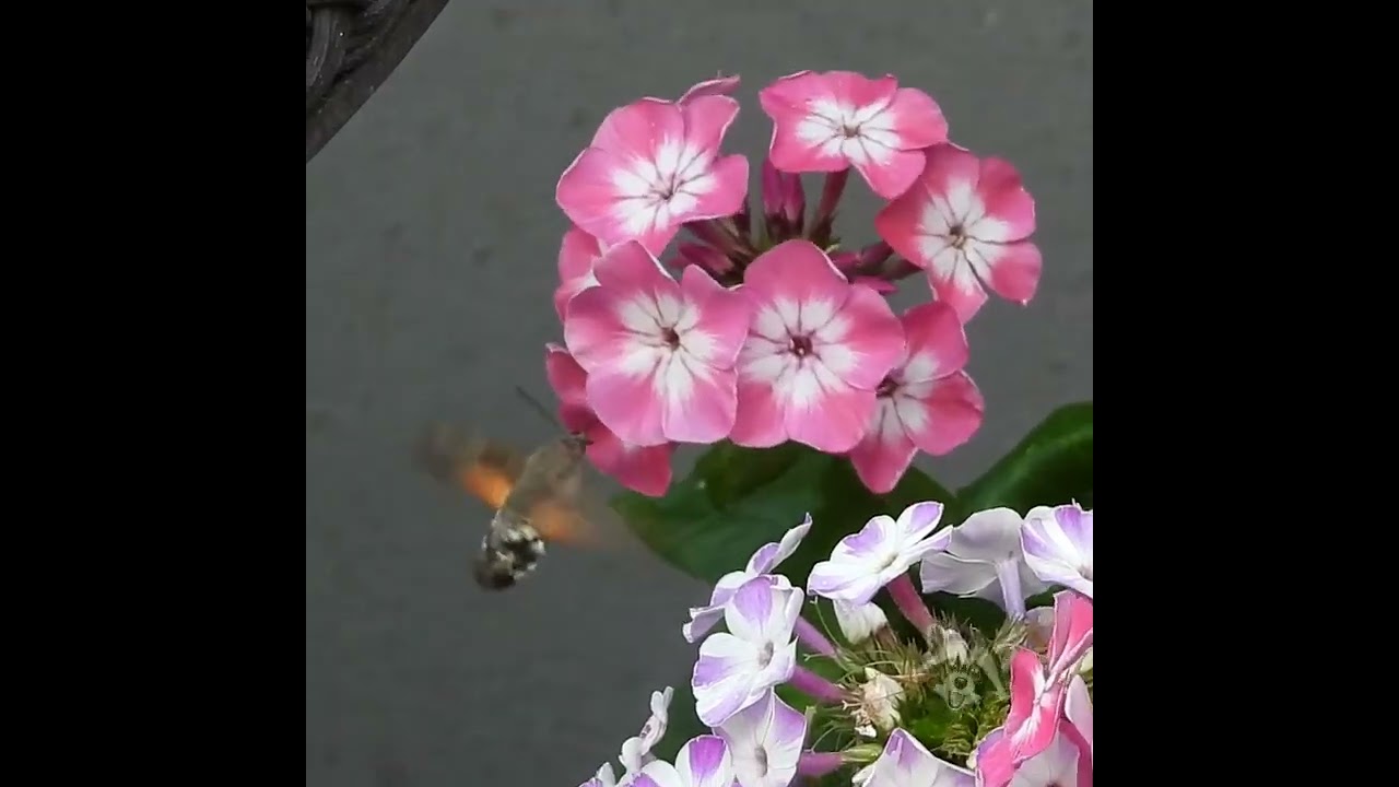 Hummingbird hawk-moth #nature #insects #insekten #taubenschw&auml;nzchen #hawkmoth #hummingbird #flowers