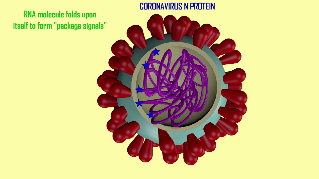 coronavirus N protein