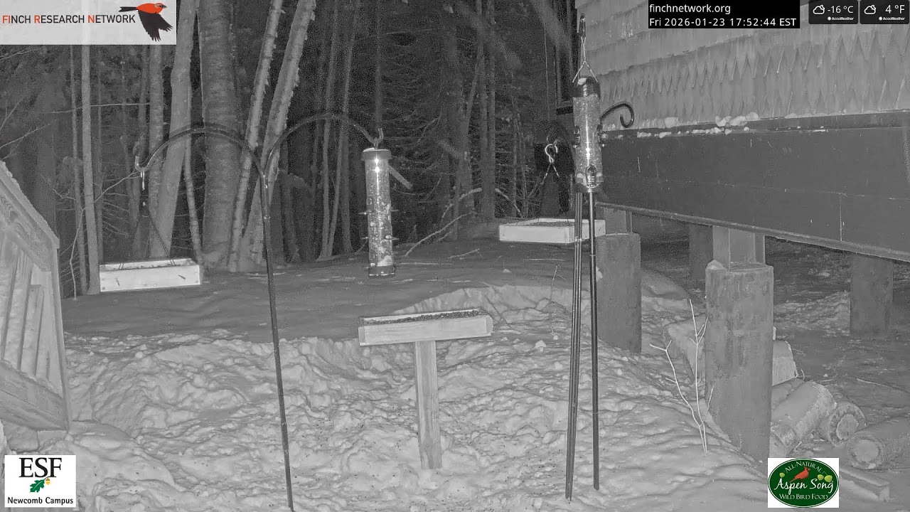 2026-01-23 - Adirondack Interpretive Center - Newcomb, NY - Live Stream Bird Feeder Cam