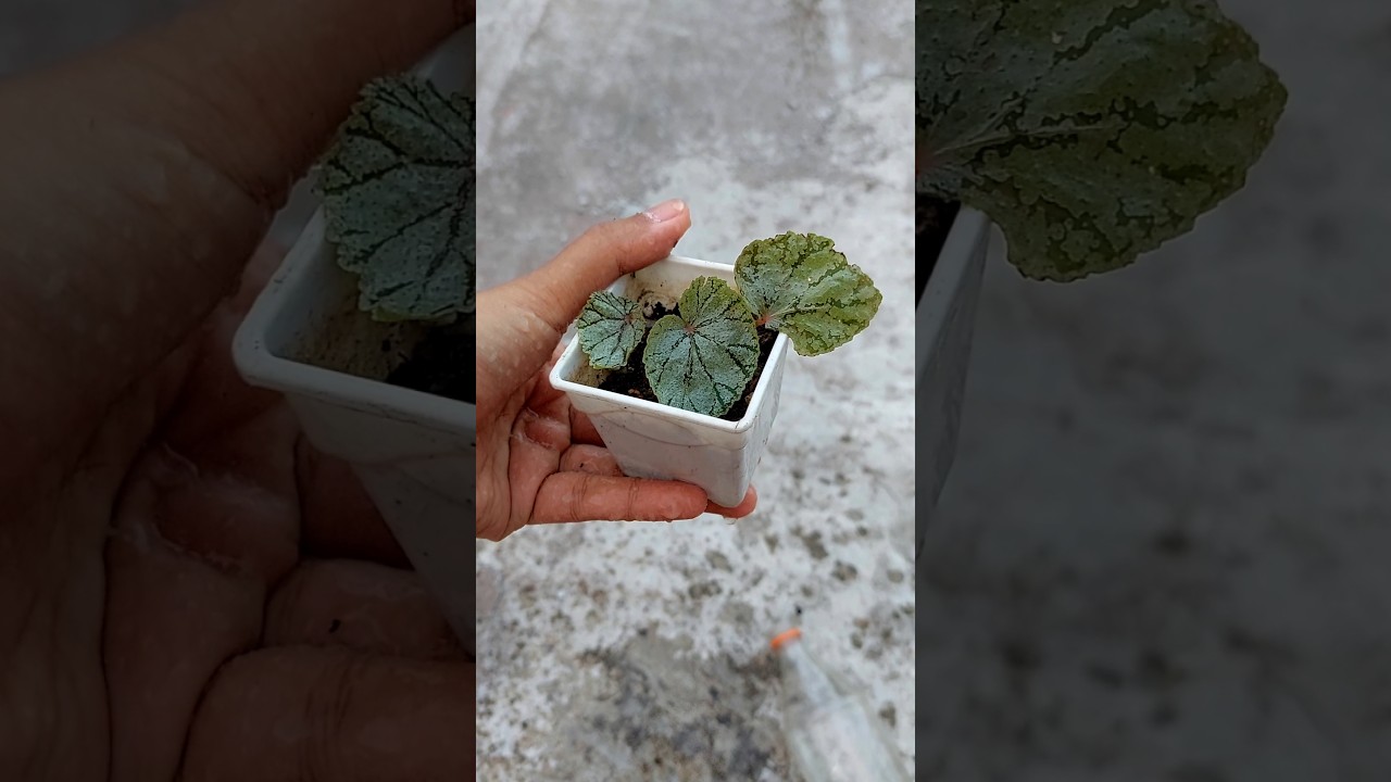 How to Propagate Begonia from Cuttings in Water - Begonia Plant Care & Grow
