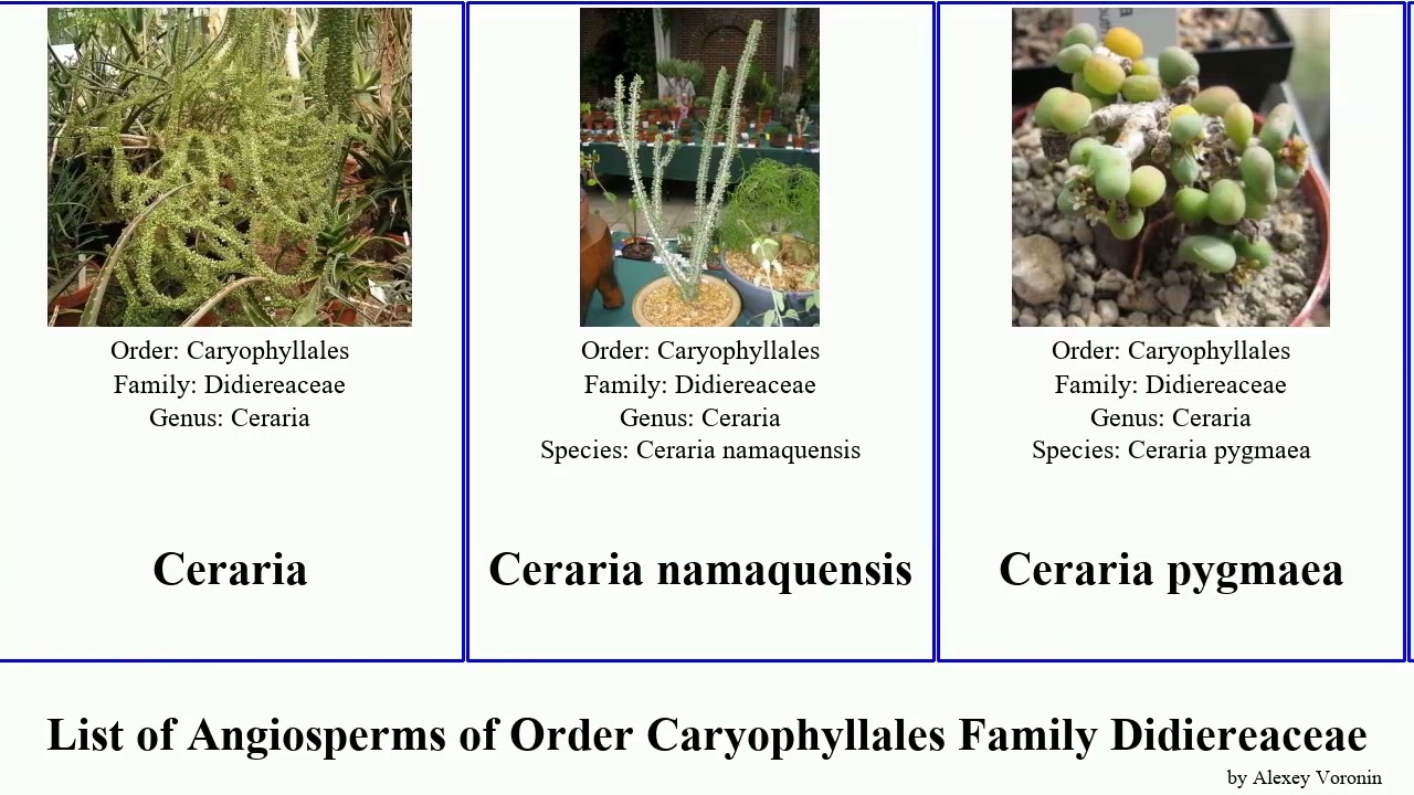 List of Angiosperms of Order Caryophyllales Family Didiereaceae alluaudia bush elephant ocotillo