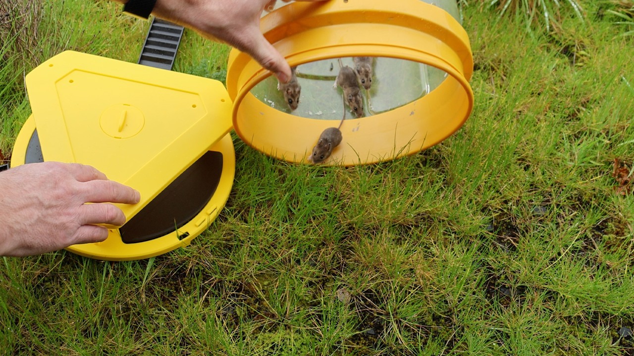 Новая ловушка-ведро с тройным откидным полом: 6 мышей за одну ночь! | Мышеловка понедельника