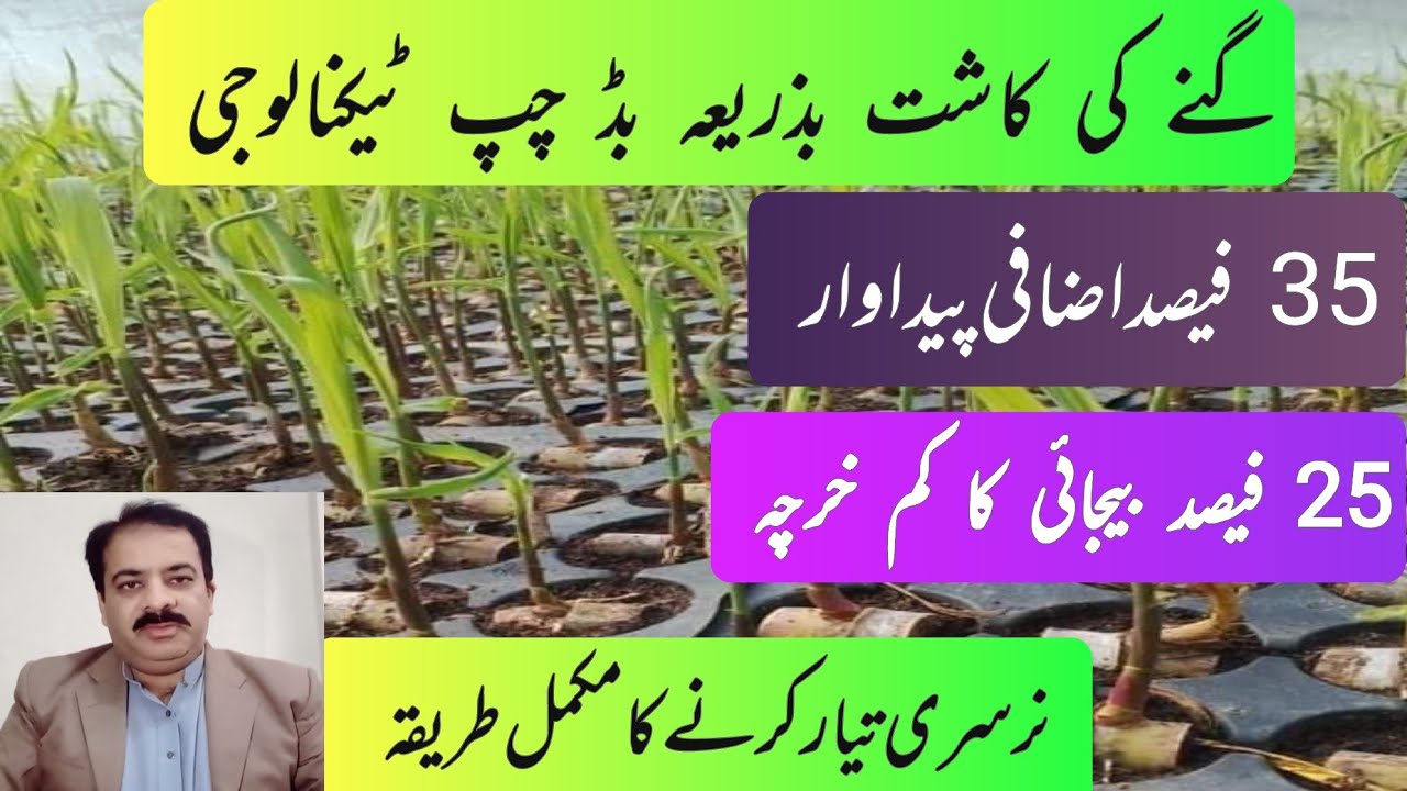 Sugarcane sowing by chip bud method |sugarcane chip bud technology | chip bud | zarai mashwary