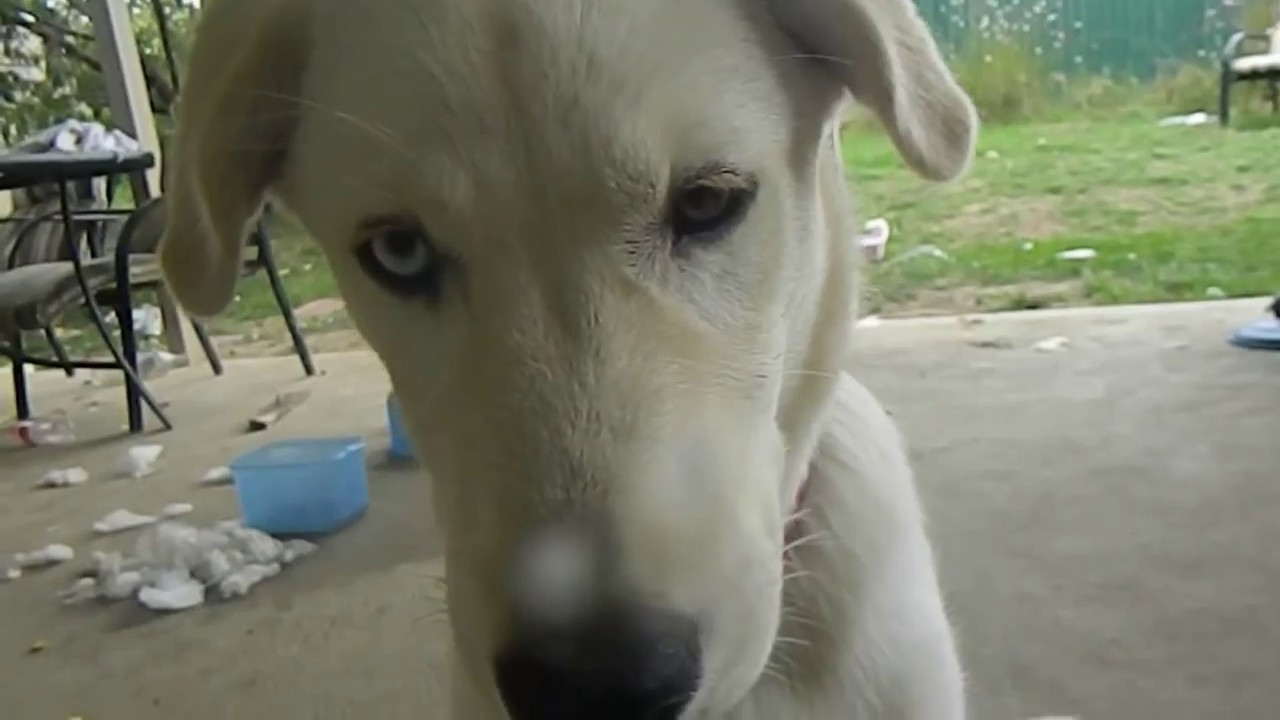 Labrador Husky