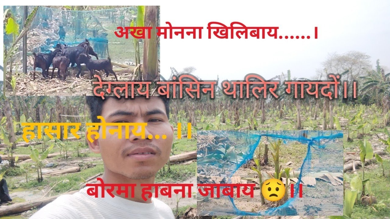 Talira Mabaidi Jabwkw  || Mabaidi Time Hasar Hwnagwo || @ThulungaBaro-l7y 