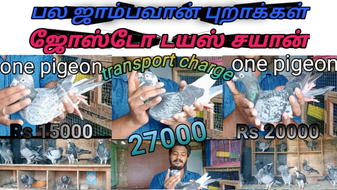 How to pura valarpu in tamil / Racing pigeon in chennai / pura valarpu / Business ideas part 2