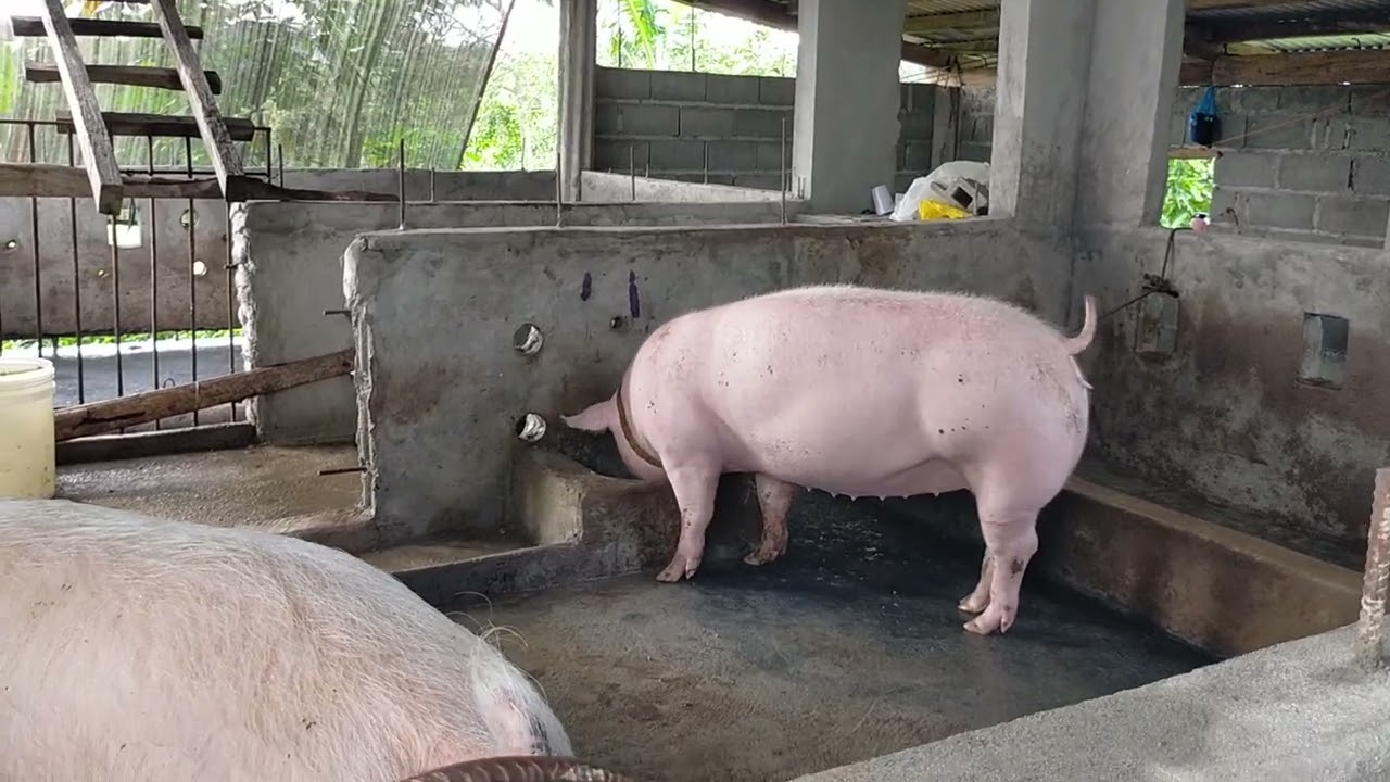 buntis na! 42 Days Mula AI artificial Insemination #pig #baboy #Piggery #Babuyan #SeedsOfGoldFarm