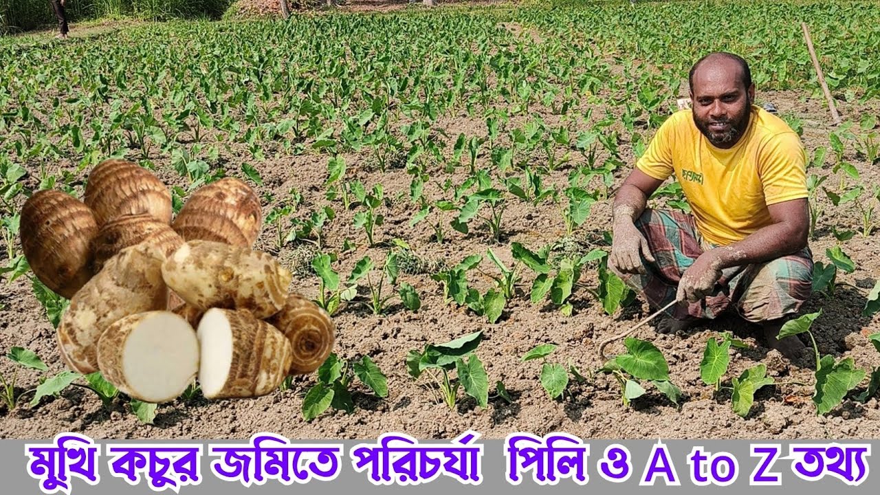 ইরি কচু / মুখি কচু লাগানোর সঠিক নিয়ম কানুন। যশোরে শতশত বিঘা জমিতে এই কচুর চাষ 