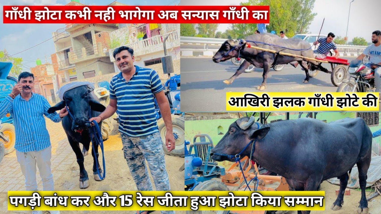 चैंपियन गाँधी झोटा भूरा सैनी ने अपने झोटे को दिलाया सन्यास एक भी रेस नही हारा आज तक आखिरी झलक गाँधी