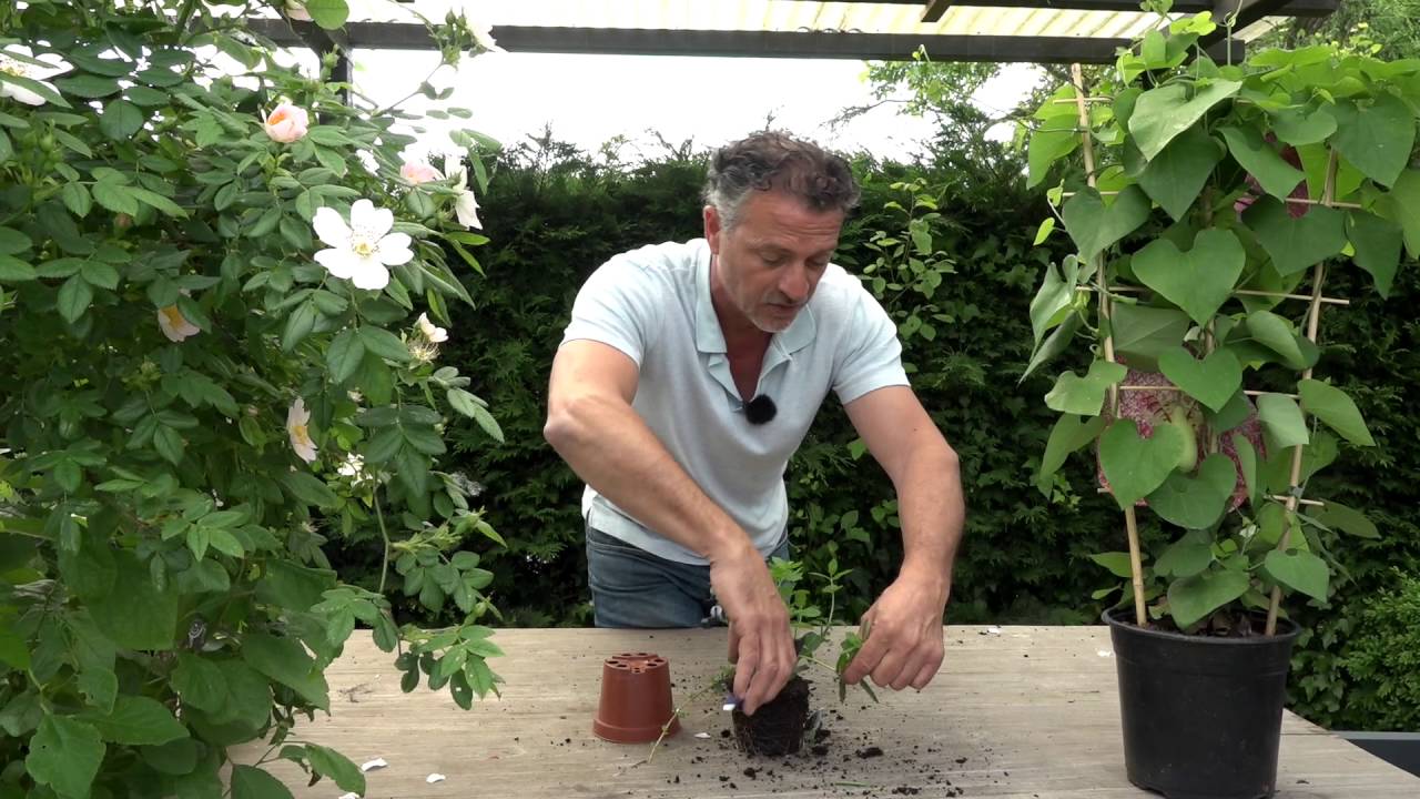Welke kruiden in de tuin? Munt | Tuinmanieren