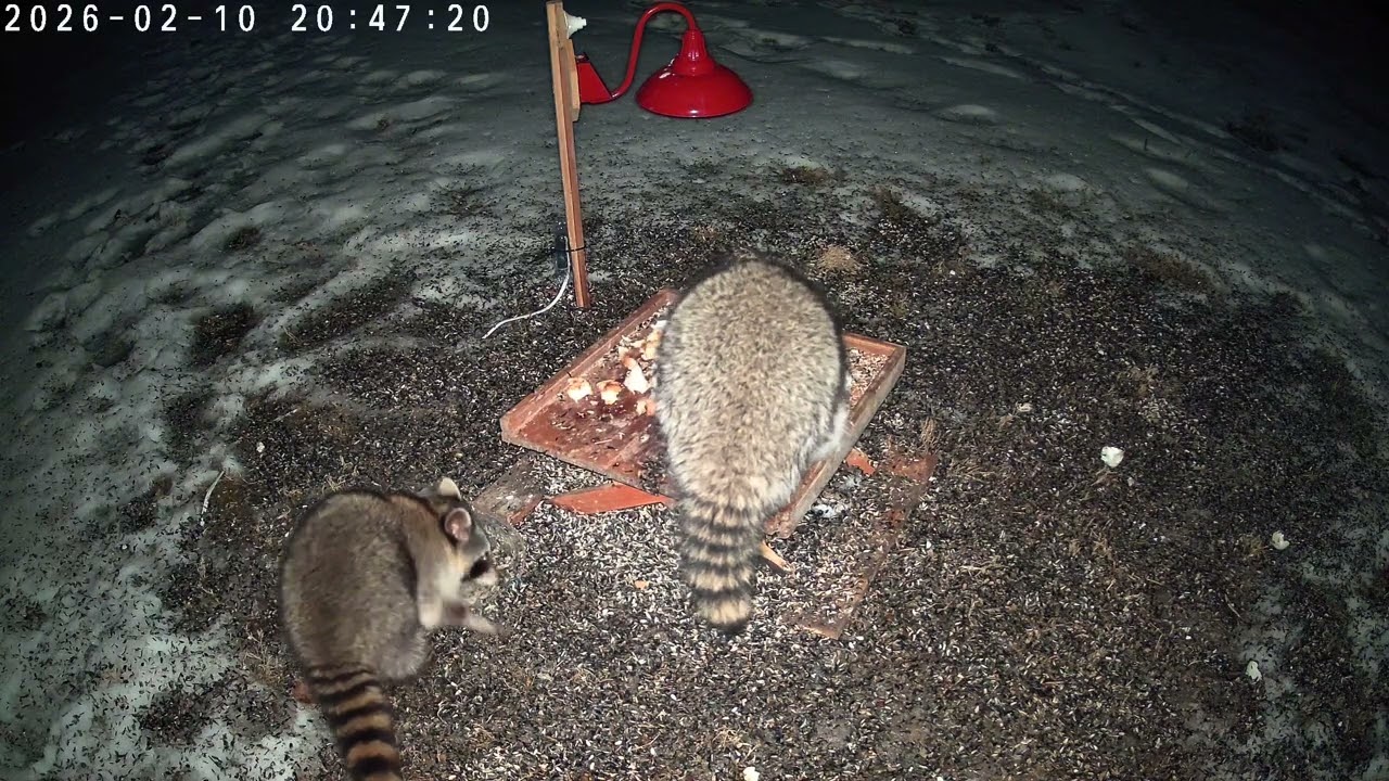 Eating good last night: opossum and raccoons: TapoC560WS animals 2026-02-10 dusktodawn
